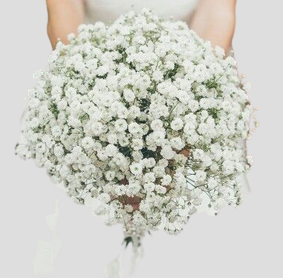 Bouquet de gypsophile